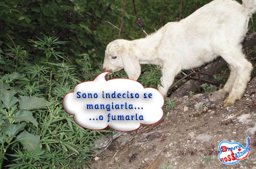 L'onestà-intellettuale-di-dire-basta